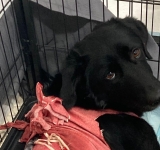 O cățelușă din Sinaia, mutilată de o petardă, a fost salvată miraculos, cu ajutorul Asociației Arca lui Norocel