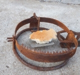 Bărbat din Șirna, cercetat pentru braconaj după ce a pus capcane în pădure