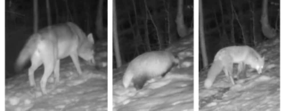 Ipostaze rare cu sălbăticiuni din Parcul Natural Bucegi: lupi, viezuri, vulpi - pe aceeași ”autostradă” a pădurii