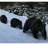 Urșii nu (prea mai) hibernează, în Parcul Natural Bucegi!