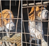 Update/Recunoașteți acest cățel? A fost dus la adăpostul de la Bucov de o persoană care l-a găsit pe stradă!