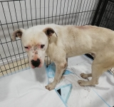 Cățelul salvat de pe o stâncă de lângă Brebu se pare că era pierdut de o săptămână. Norocul lui a fost Arca lui Norocel!