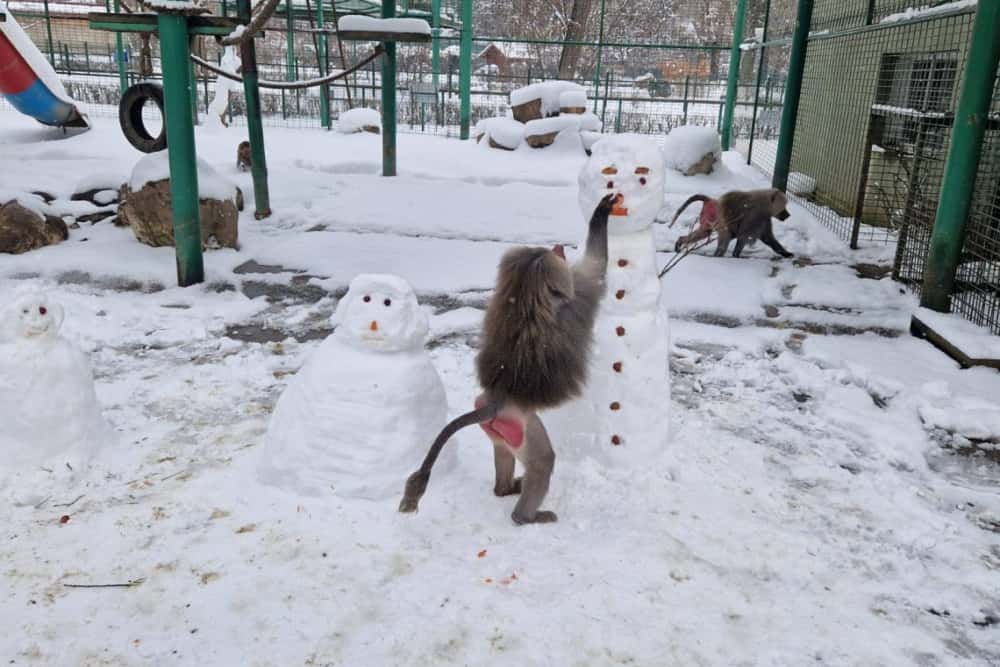 Și babuinii de la Zoo Bucov se bucură de zăpadă! Mai bine zis... de morcovii oamenilor de zăpadă