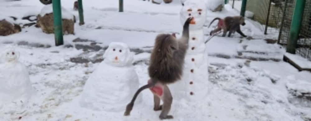 Și babuinii de la Zoo Bucov se bucură de zăpadă! Mai bine zis... de morcovii oamenilor de zăpadă