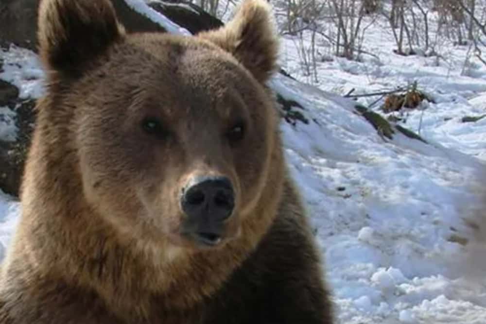 Un urs și-a făcut apariția la Hotel Cota 1400 din Sinaia. S-a emis mesaj Ro-Alert