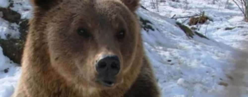 Un urs și-a făcut apariția la Hotel Cota 1400 din Sinaia. S-a emis mesaj Ro-Alert