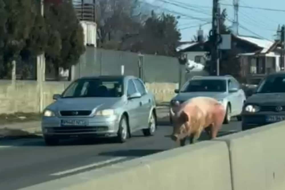Un porc șchiop, filmat în trafic, pe DN1B, în comuna Bucov!