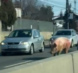Un porc șchiop, filmat în trafic, pe DN1B, în comuna Bucov!