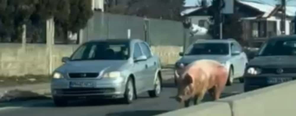 Un porc șchiop, filmat în trafic, pe DN1B, în comuna Bucov!