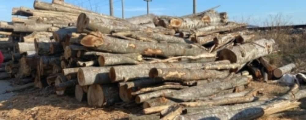 Prahova/ 27 de dosare penale, înregistrate în luna ianuarie pentru infracțiuni silvice