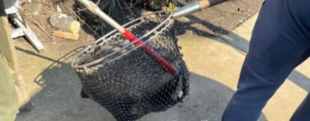 Intervenție neobișnuită a jandarmilor prahoveni: au ajutat la capturarea unui bursuc, în comuna Ciorani