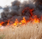 APIA atrage atenția fermierilor: Este interzisă arderea miriştilor şi a vegetaţiei pajiştilor permanente!