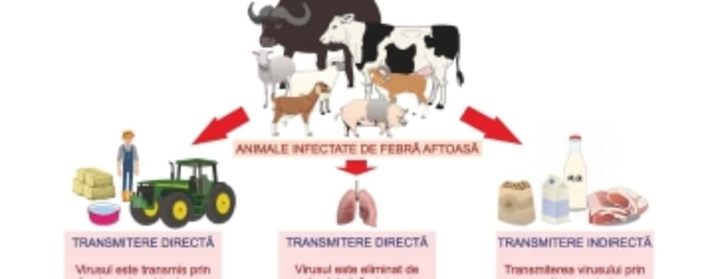 Febra aftoasă care amenință România pune în gardă și autoritățile din Prahova