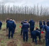 Jandarmii prahoveni au plantat sute de puieți de stejar, la Gherghița