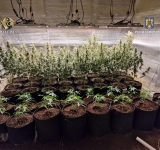 Prinși cu 1,5 kilograme de droguri, în Plopeni. Creșteau canabis în solar!