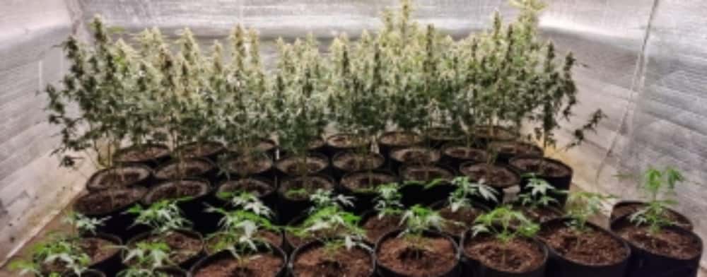 Prinși cu 1,5 kilograme de droguri, în Plopeni. Creșteau canabis în solar!