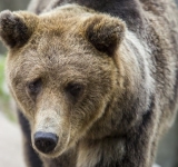 Urs în parcul din centrul Bușteniului. S-a emis mesaj Ro-Alert