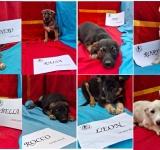 Cățeluși simpatici vă așteaptă să-i luați acasă la Târgul de Adopții de la Parcul Bucov!