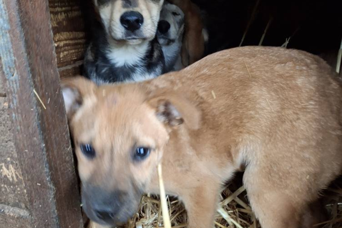 Nouă cățeluși au fost adoptați, ieri, la Parcul Bucov. Alții s-au întors în adăpost...