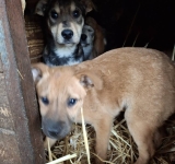 Nouă cățeluși au fost adoptați, ieri, la Parcul Bucov. Alții s-au întors în adăpost...