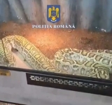 Reptilele la control! Ce s-a găsit în casa unui prahovean