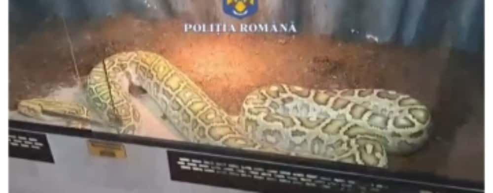 Reptilele la control! Ce s-a găsit în casa unui prahovean