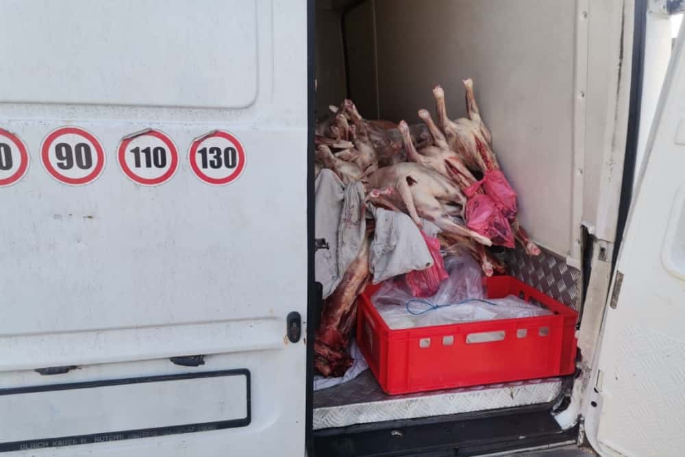O tonă de carne de miel, fără documente, confiscată de inspectorii ANSVSA