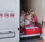 O tonă de carne de miel, fără documente, confiscată de inspectorii ANSVSA