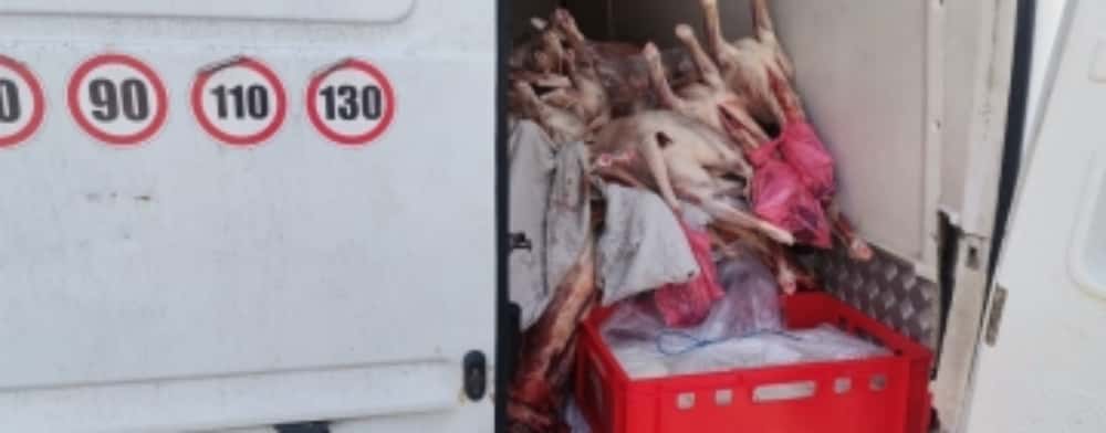 O tonă de carne de miel, fără documente, confiscată de inspectorii ANSVSA