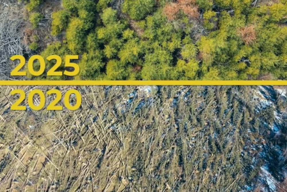 Cum își revine pădurea pusă la pământ de furtună, în 2020, la Cheia