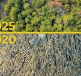 Cum își revine pădurea pusă la pământ de furtună, în 2020, la Cheia