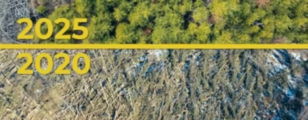 Cum își revine pădurea pusă la pământ de furtună, în 2020, la Cheia