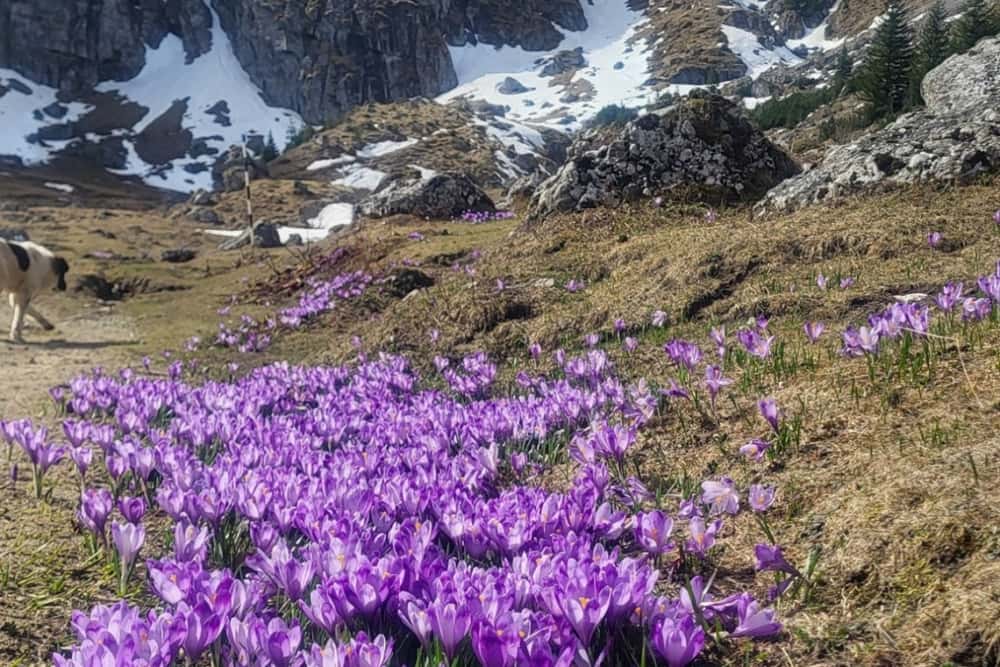 Peisaje superbe din Bucegi: o mare de brândușe înflorite, lângă creste înzăpezite!