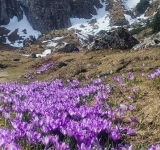 Peisaje superbe din Bucegi: o mare de brândușe înflorite, lângă creste înzăpezite!