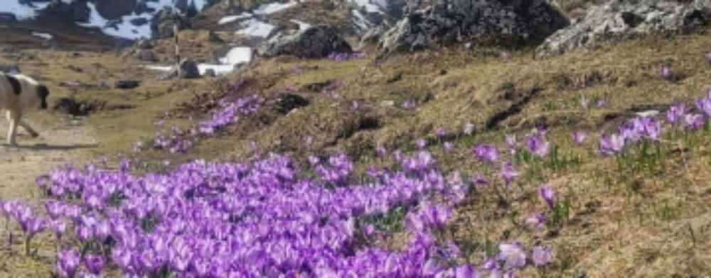 Peisaje superbe din Bucegi: o mare de brândușe înflorite, lângă creste înzăpezite!