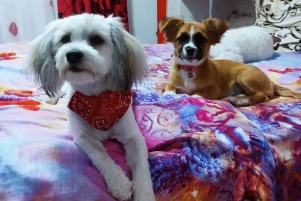 Individul care a ucis cu cruzime în bătaie doi căței, de Paște, în județul Tulcea, este cercetat penal. Se strâng semnături pentru pedepsirea urgentă a agresorului