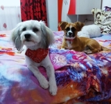 Individul care a ucis cu cruzime în bătaie doi căței, de Paște, în județul Tulcea, este cercetat penal. Se strâng semnături pentru pedepsirea urgentă a agresorului