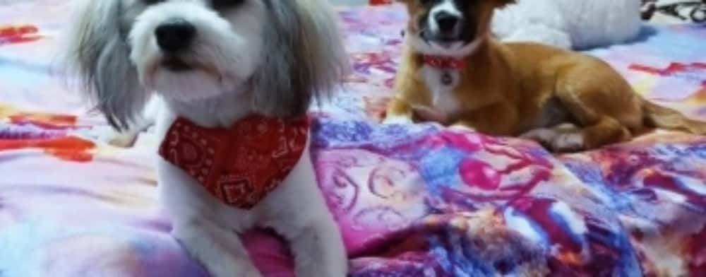 Individul care a ucis cu cruzime în bătaie doi căței, de Paște, în județul Tulcea, este cercetat penal. Se strâng semnături pentru pedepsirea urgentă a agresorului