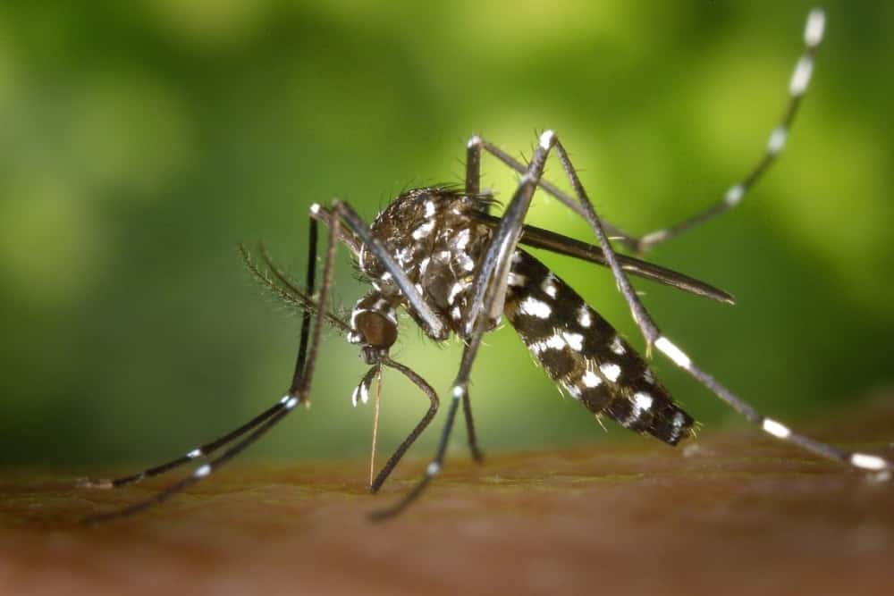 Bărbat în comă după ce a fost înțepat de un țânțar tigru și diagnosticat cu West Nile