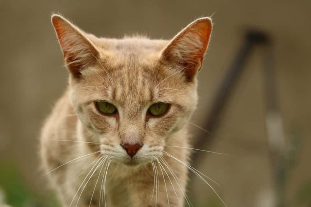 Femeia din Plopeni care a ucis o pisică aruncând-o de la etajul 3 a fost condamnată la închisoare cu suspendare