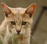 Femeia din Plopeni care a ucis o pisică aruncând-o de la etajul 3 a fost condamnată la închisoare cu suspendare