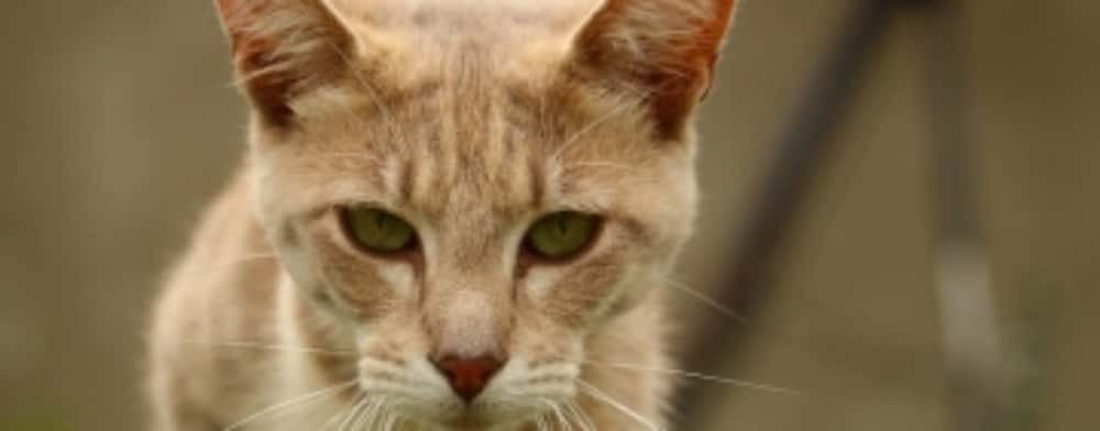 Femeia din Plopeni care a ucis o pisică aruncând-o de la etajul 3 a fost condamnată la închisoare cu suspendare