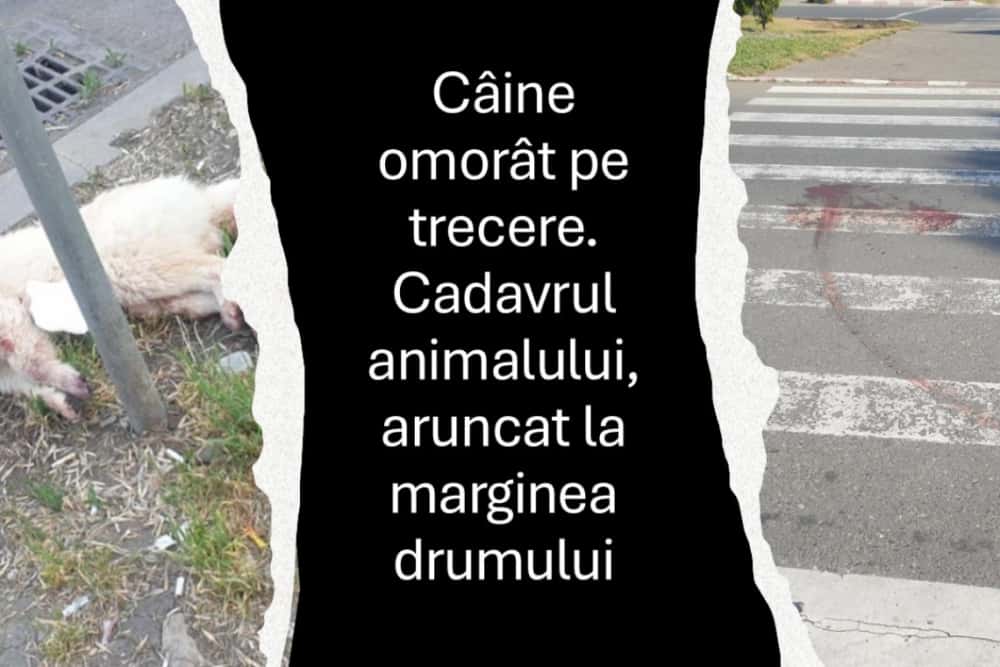 Câine ucis pe trecerea pentru pietoni, în cartierul Mihai Bravu. Cadavrul animalului, aruncat în fața unui centru comercial