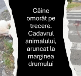 Câine ucis pe trecerea pentru pietoni, în cartierul Mihai Bravu. Cadavrul animalului, aruncat în fața unui centru comercial