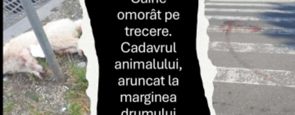 Câine ucis pe trecerea pentru pietoni, în cartierul Mihai Bravu. Cadavrul animalului, aruncat în fața unui centru comercial