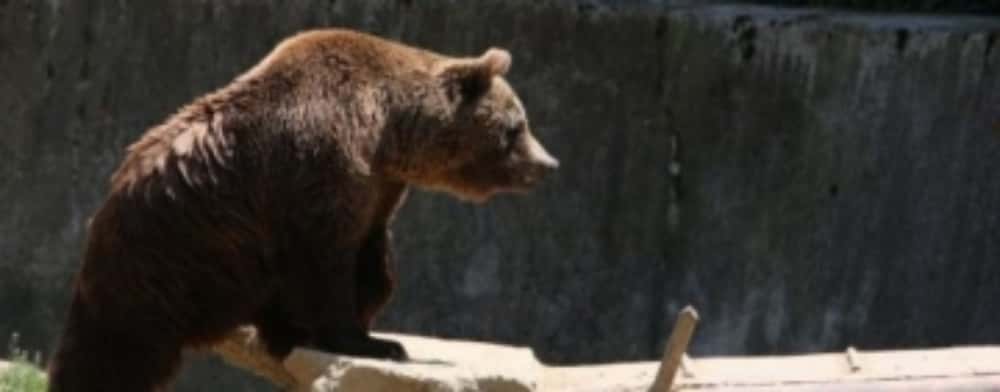 Urs la plimbare pe Bd. Libertății din Bușteni