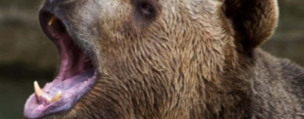 Urs pe Aleea Parcului din Câmpina, sâmbătă seară