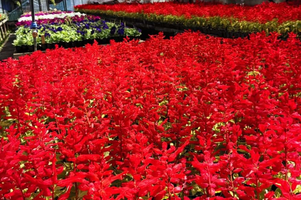 Serele SGU, din cartierul Dorobanțu, locul unde cresc minunățiile din grădinile Ploieștiului