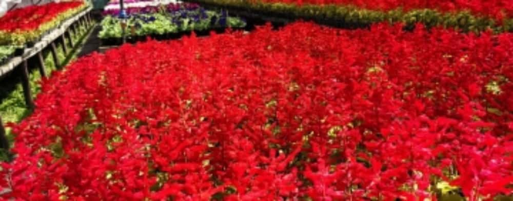 Serele SGU, din cartierul Dorobanțu, locul unde cresc minunățiile din grădinile Ploieștiului