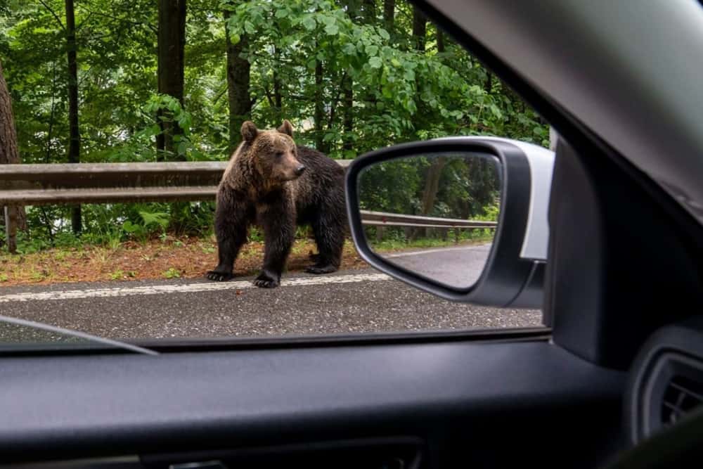 Ursuuuul! Alertă în Sinaia, pe Calea Brașovului